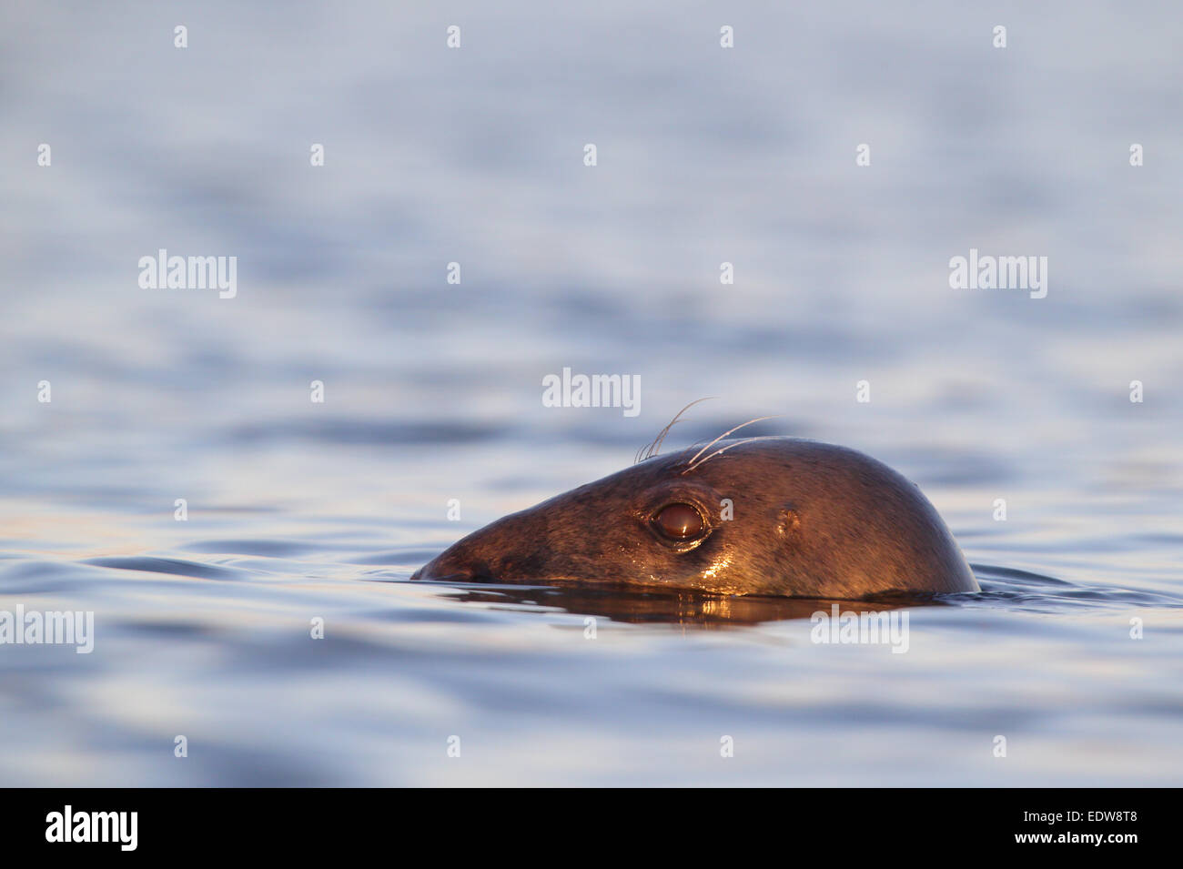 Portrait de natation de phoques gris (Halichoerus grypus), mer Baltique. Banque D'Images