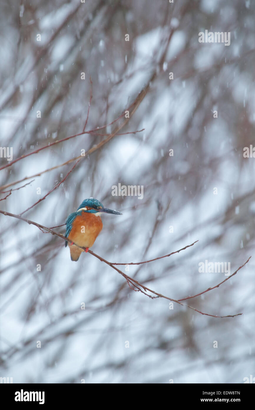 Kingfisher (Alcedo atthis hivernage) dans la neige. L'Europe Banque D'Images