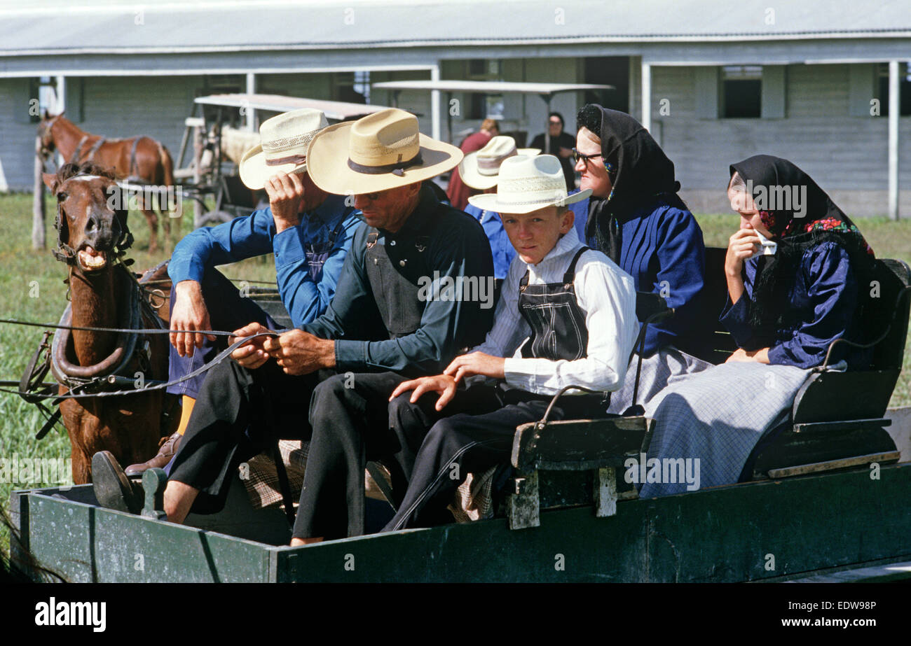 Les Mennonites orthodoxes dans le cheval et buggies, Belize, en Amérique centrale, Juin 1985 Banque D'Images