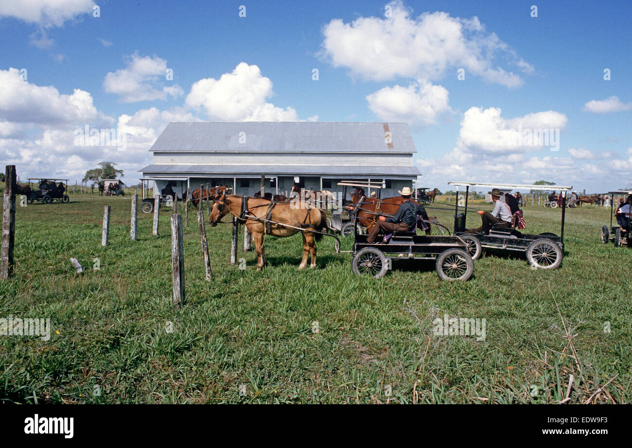 Les Mennonites orthodoxes dans le cheval et buggies, Belize, en Amérique centrale, Juin 1985 Banque D'Images