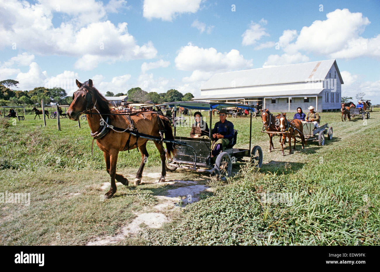 Les Mennonites orthodoxes dans le cheval et buggies, Belize, en Amérique centrale, Juin 1985 Banque D'Images