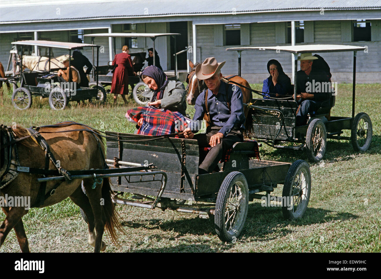 Les Mennonites orthodoxes dans le cheval et buggies, Belize, en Amérique centrale, Juin 1985 Banque D'Images