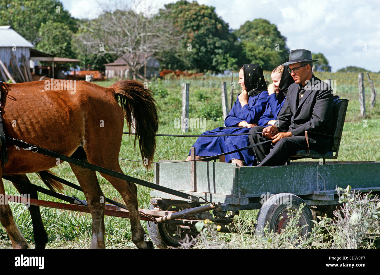 Les Mennonites orthodoxes dans le cheval et buggies, Belize, en Amérique centrale, Juin 1985 Banque D'Images