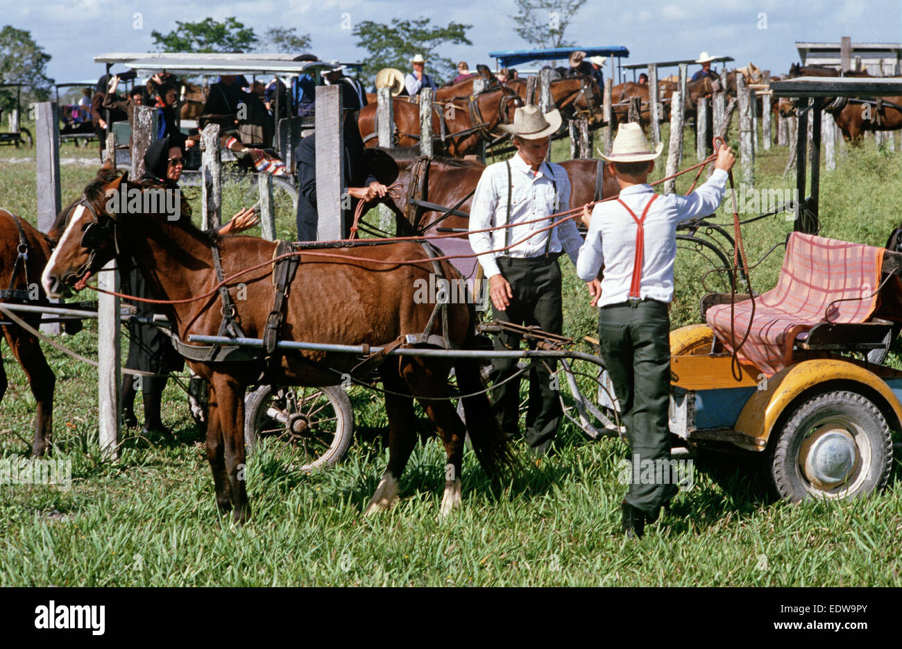 Les Mennonites orthodoxes dans le cheval et buggies, Belize, en Amérique centrale, Juin 1985 Banque D'Images