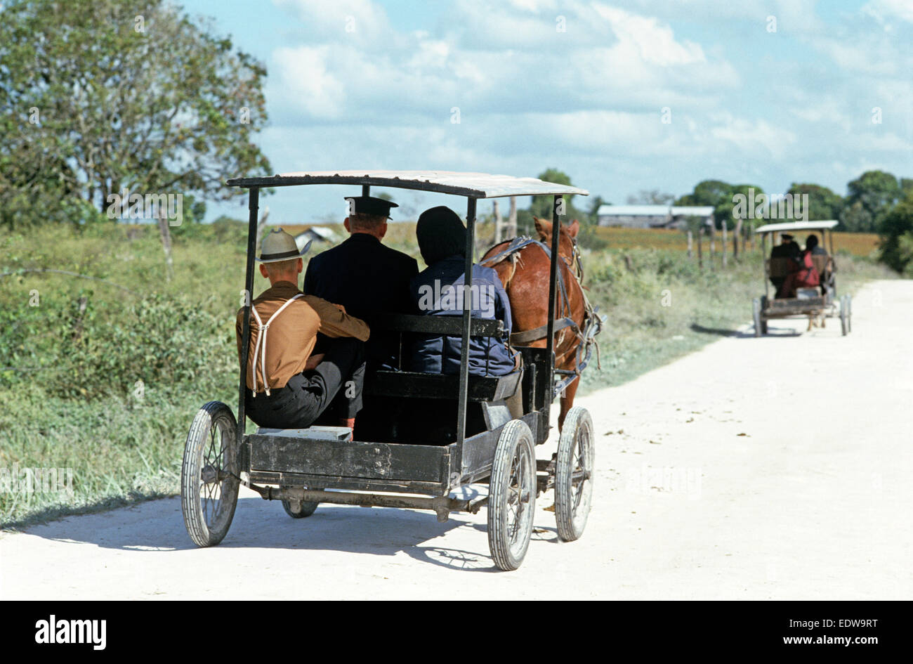 Les Mennonites orthodoxes dans le cheval et buggies, Belize, en Amérique centrale, Juin 1985 Banque D'Images