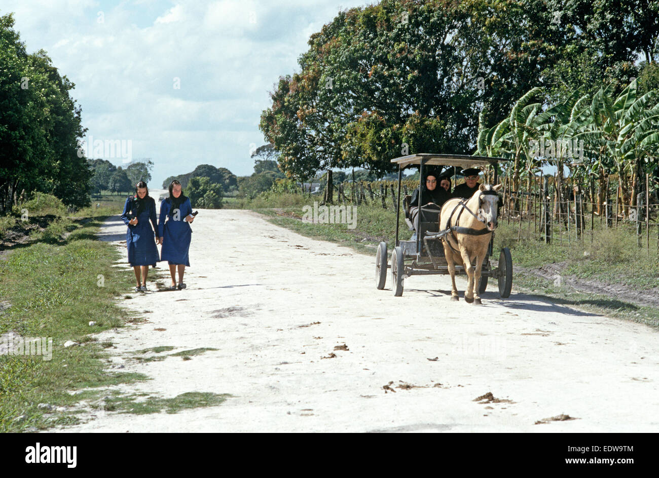 Les Mennonites orthodoxes en voiture à cheval et les jeunes femmes de l'église mennonite de retour, Belize, en Amérique centrale, Juin 1985 Banque D'Images