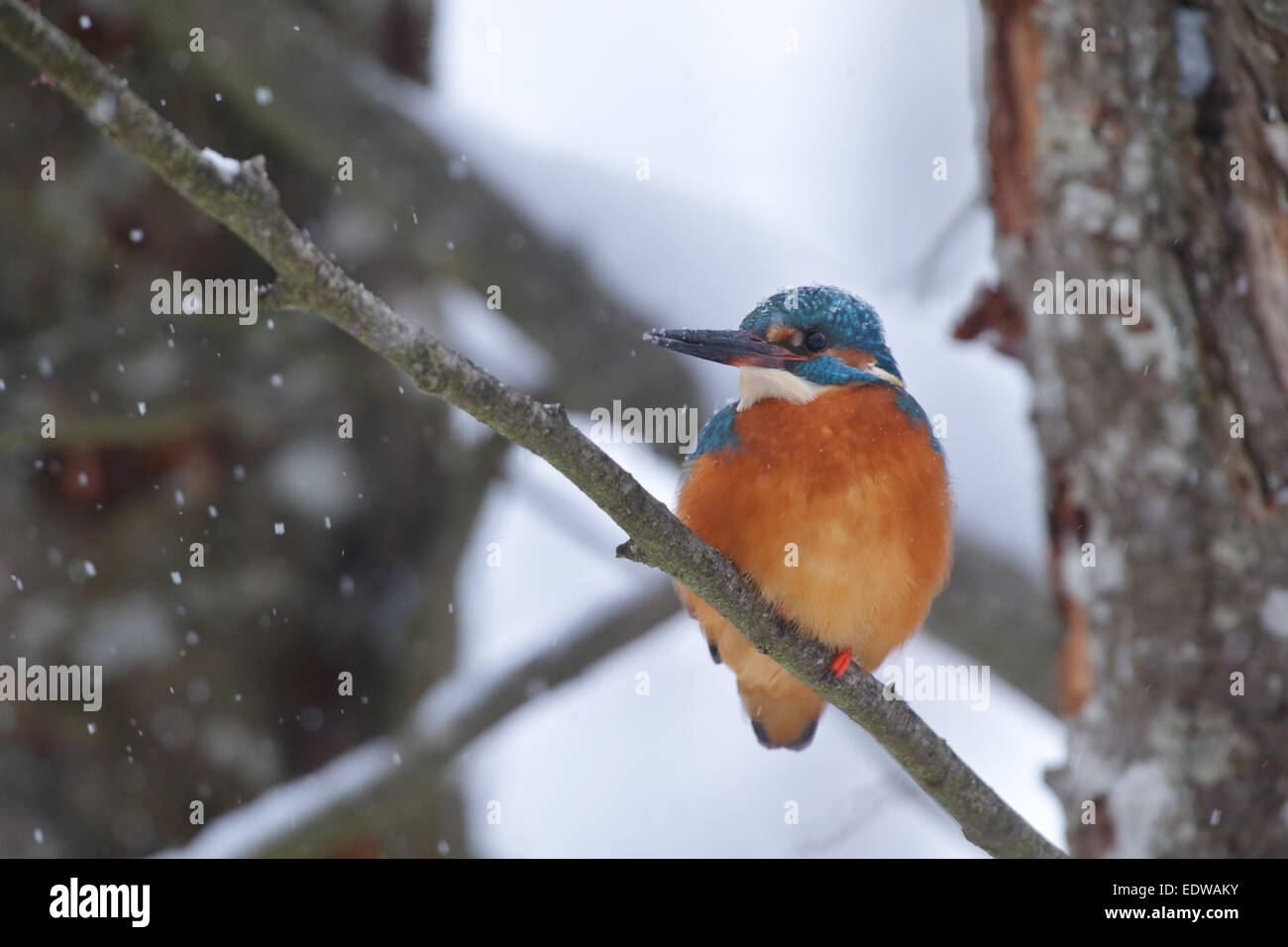 Kingfisher (Alcedo atthis hivernage) dans la neige. L'Europe Banque D'Images