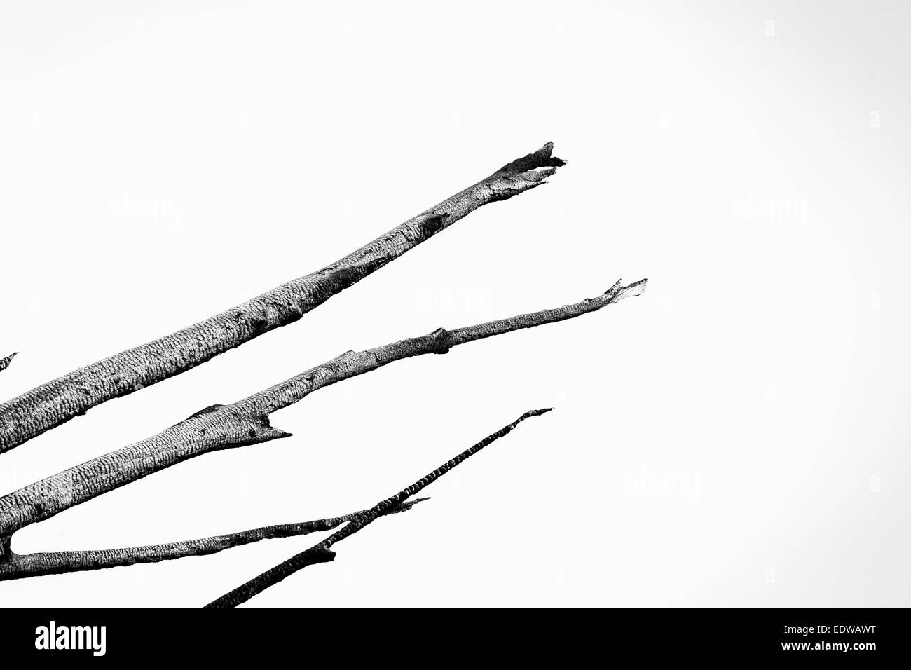 Arbre brûlé contre le ciel - noir et blanc Banque D'Images