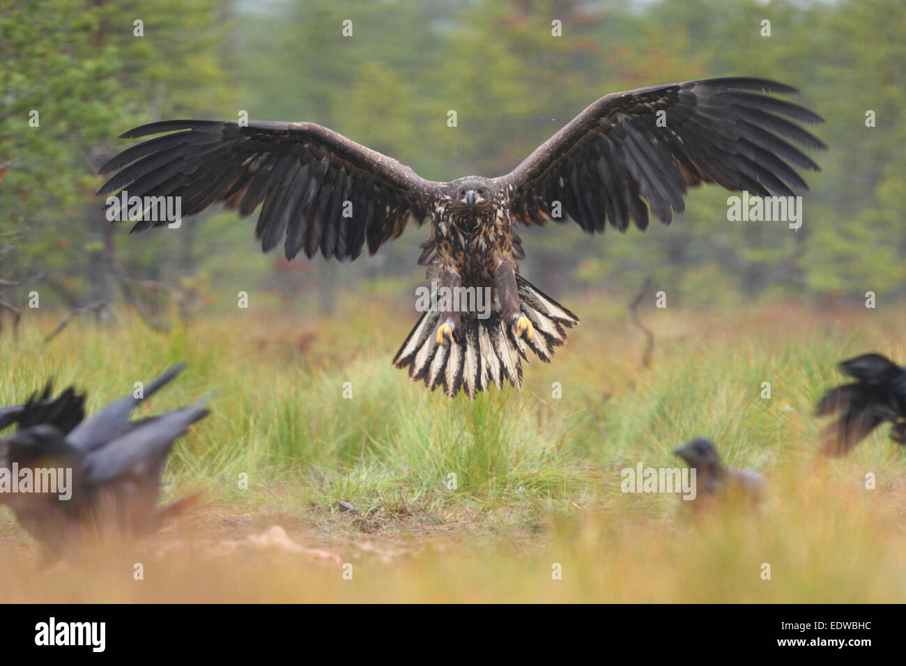 L'atterrissage à queue blanche (Haliaeetus albicilla) Banque D'Images