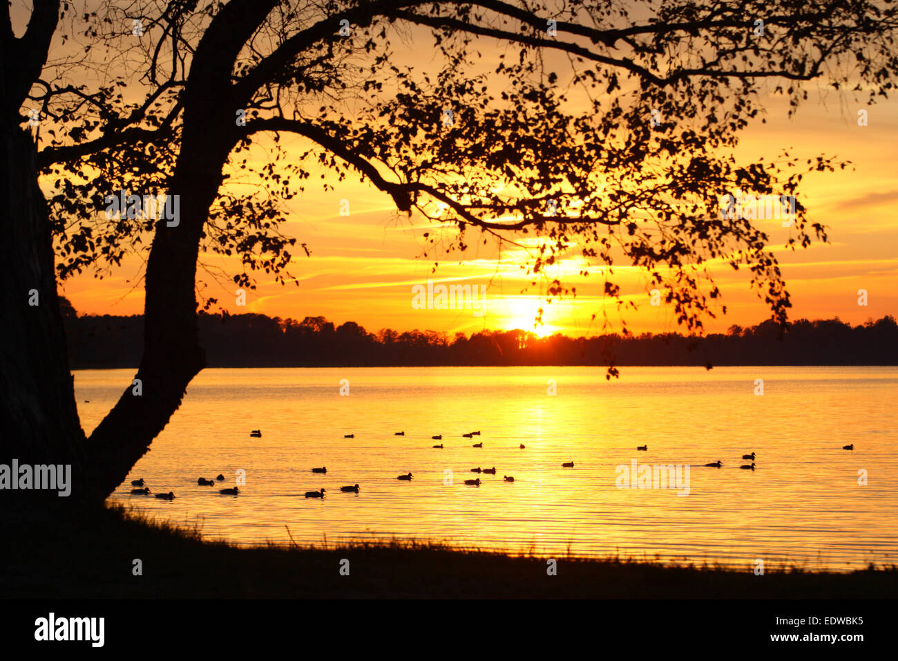 Saadjärv Lac au coucher du soleil. L'Estonie, Europe Banque D'Images