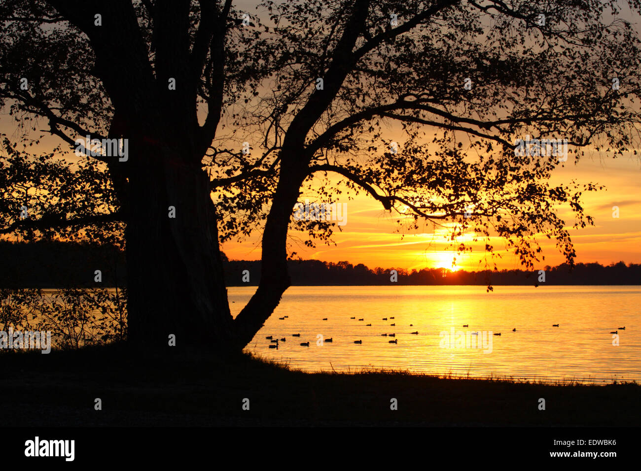 Saadjärv Lac au coucher du soleil. L'Estonie, Europe Banque D'Images
