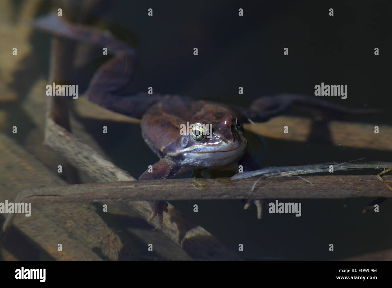 Moor frog (Rana arvalis) au printemps. Banque D'Images