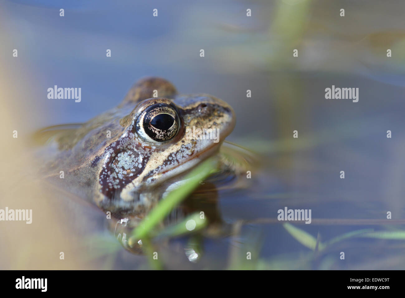 Moor frog (Rana arvalis) au printemps. Banque D'Images