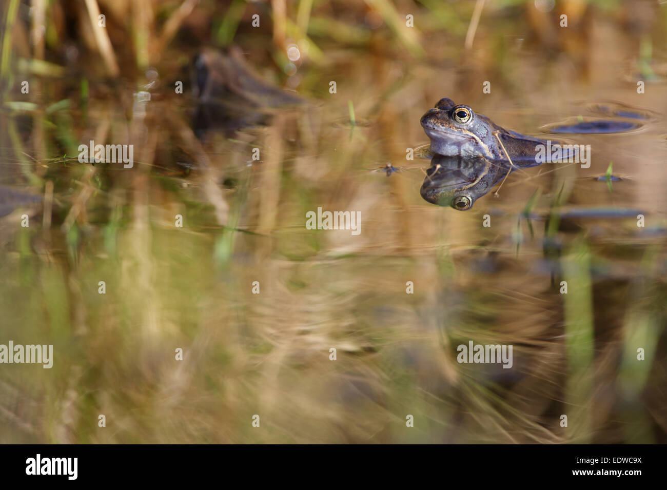 Moor frog (Rana arvalis) au printemps. Banque D'Images