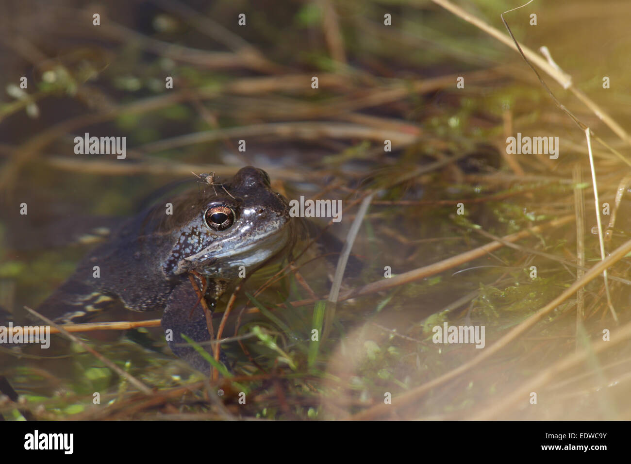 Moor frog (Rana arvalis) au printemps. Banque D'Images