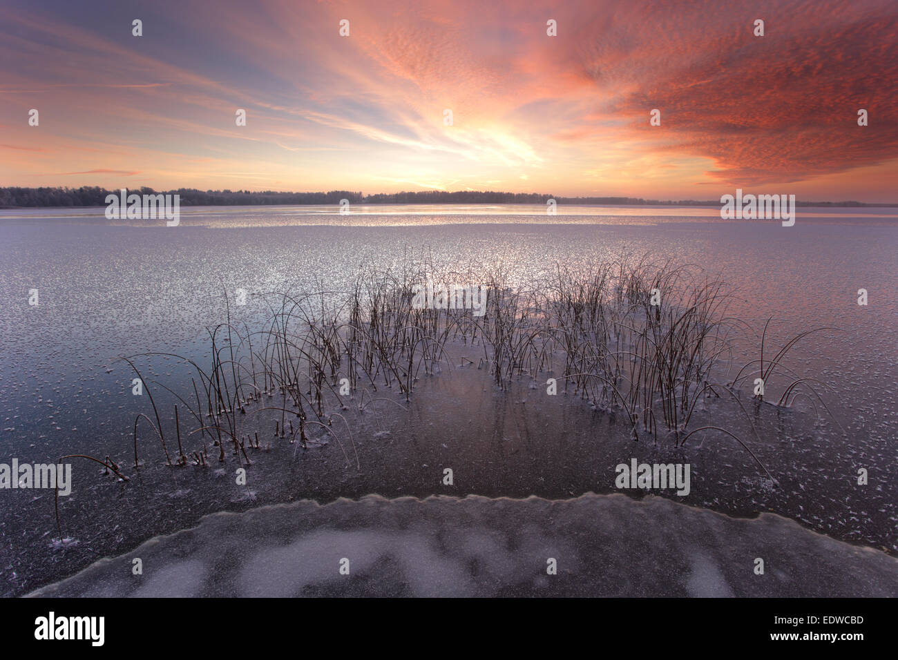 Le lac gelé et frosty Saadjärv en hiver, au coucher du soleil Paysage Vooremaa réserver, de l'Estonie. Banque D'Images