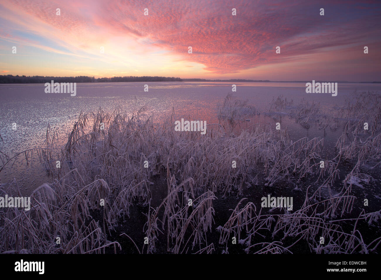Le lac gelé et frosty Saadjärv en hiver, au coucher du soleil Paysage Vooremaa réserver, de l'Estonie. Banque D'Images