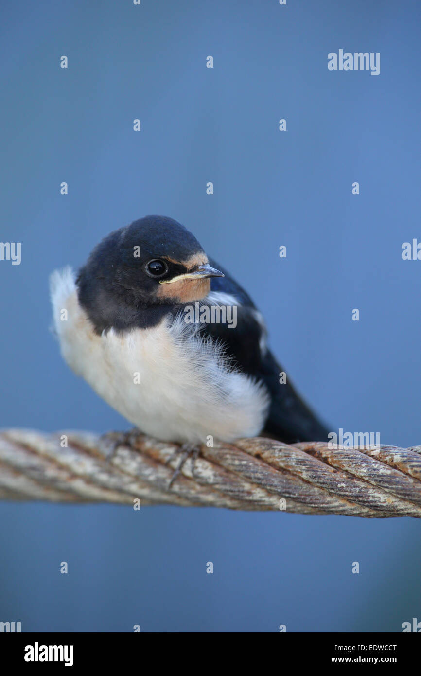 Les juvéniles l'hirondelle rustique (Hirundo rustica) Banque D'Images