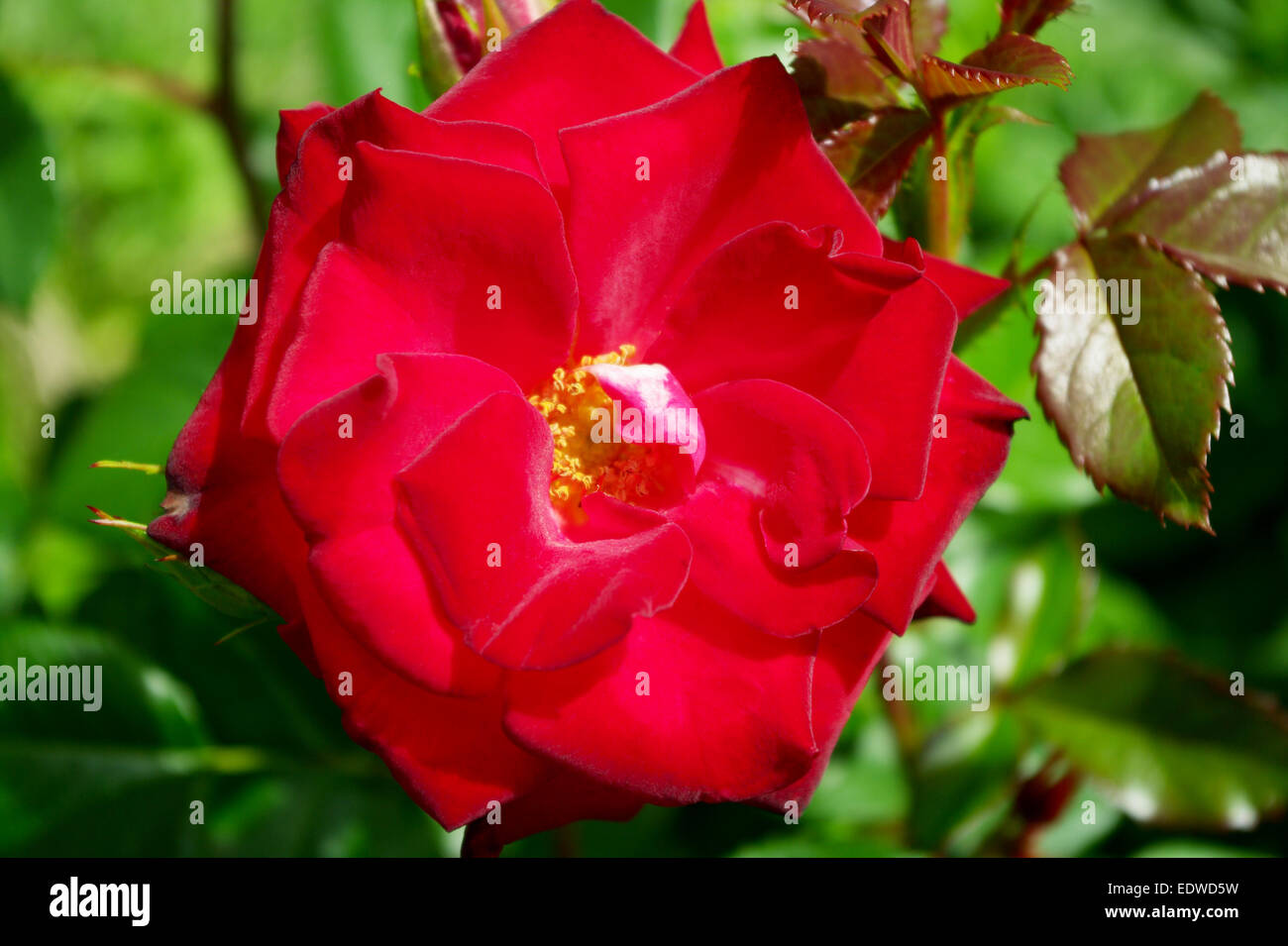 Fleurs rose rouge. Jardin d'ornement en fleurs rose rouge dans la lumière du soleil au printemps. Banque D'Images
