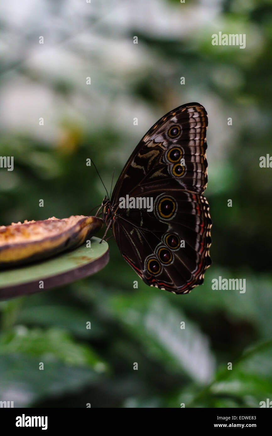 Morpho butterfly dans Zoo de Blijdorp, Rotterdam, Pays-Bas Banque D'Images