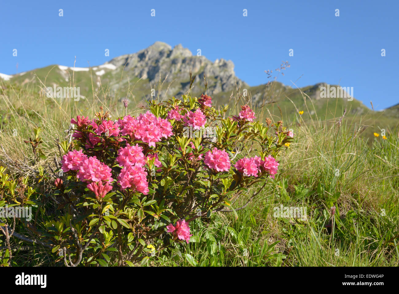 Rhododendron ferrugineum / Alpenrose, dans la montagne, Hippoldspitze backgrond Tux alpes, Tyrol, Autriche Banque D'Images