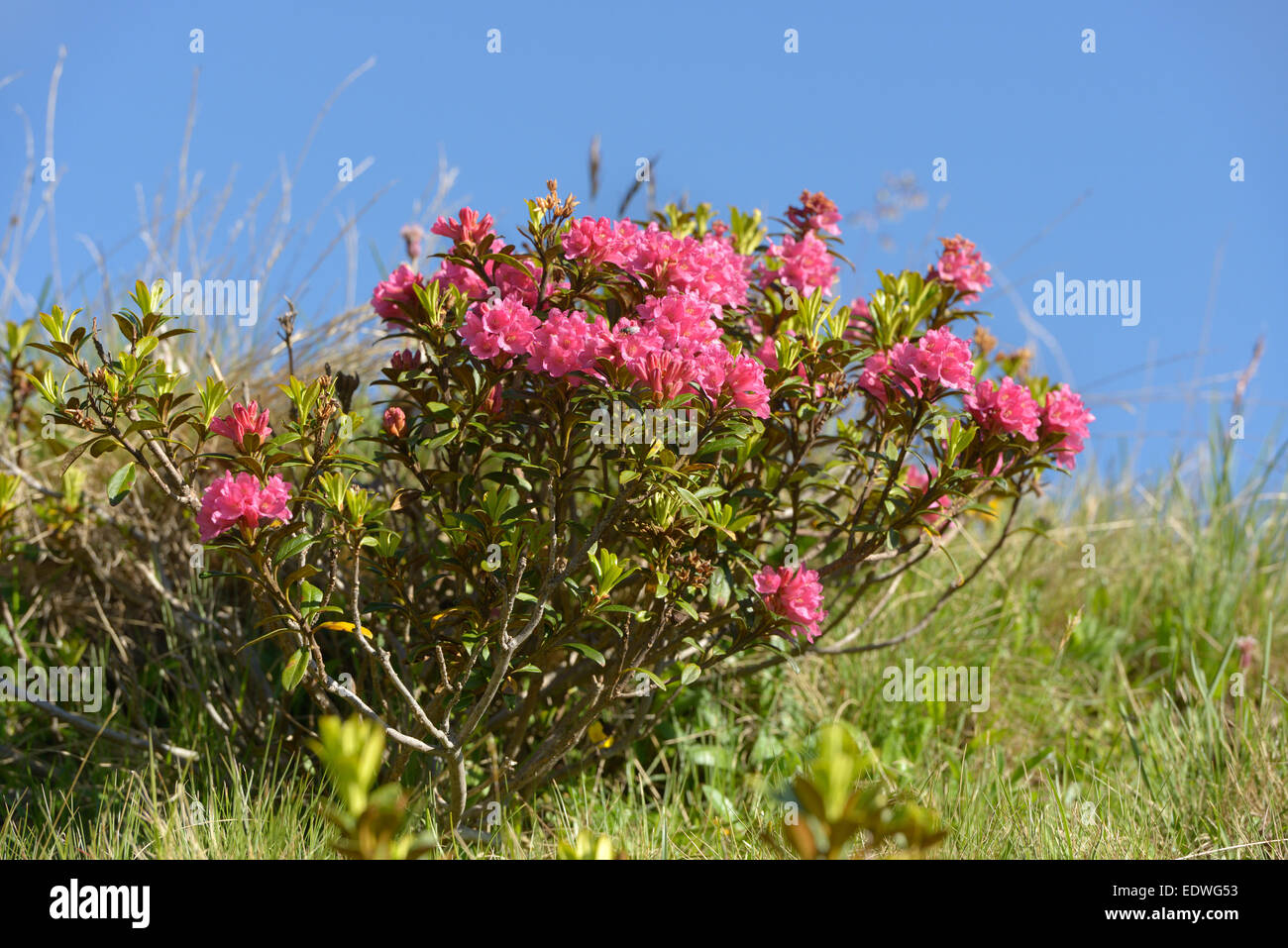 Alpenrose Rhododendron ferrugineum, Vallruck / Alp, Tux alpes, Tyrol, Autriche Banque D'Images