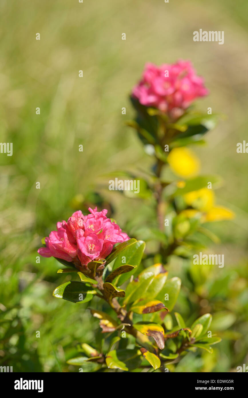 Alpenrose Rhododendron ferrugineum / Tux, Alpes, Tyrol, Autriche Banque D'Images