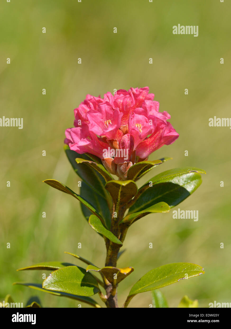 Alpenrose Rhododendron ferrugineum / Tux, Alpes, Tyrol, Autriche Banque D'Images