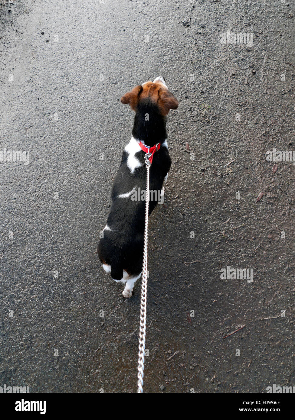 Jack Russell Terrier petit chien en plomb de la chaîne vu de derrière sur une surface goudronnée au Pays de Galles UK KATHY DEWITT Banque D'Images