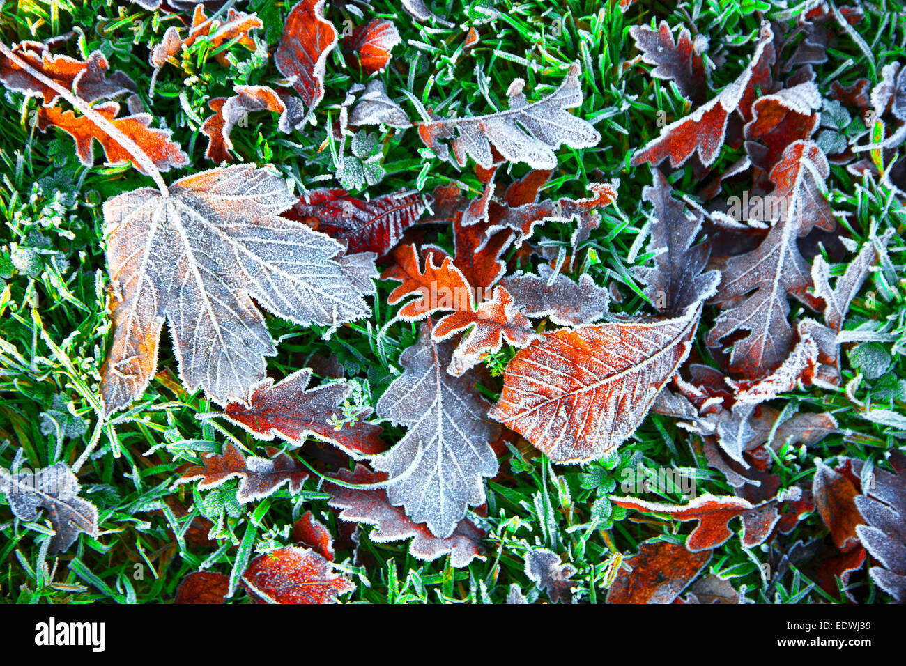 L'automne, l'automne, le feuillage sur l'herbe, gel, Banque D'Images