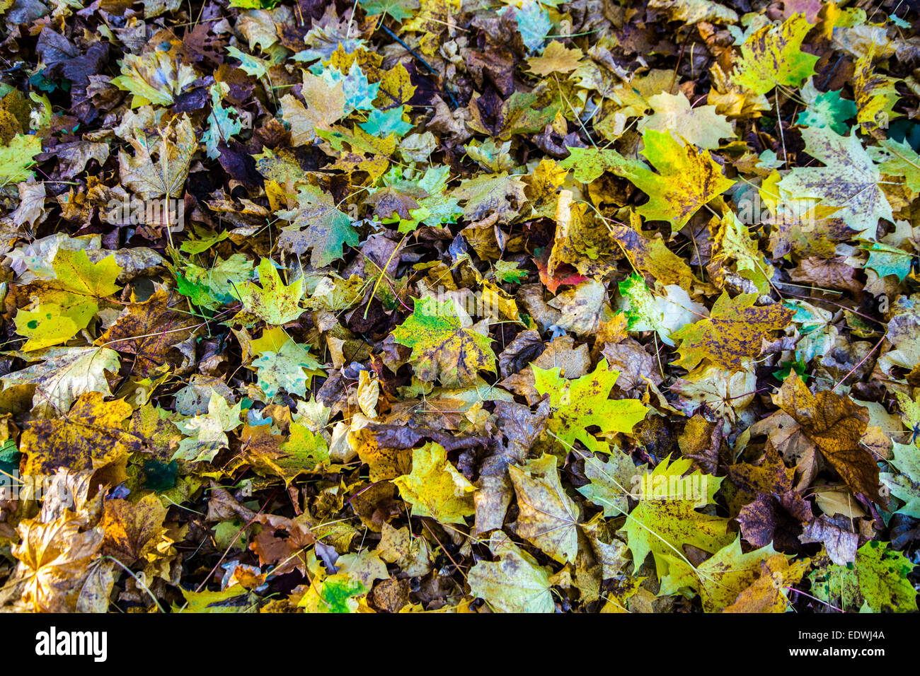 L'automne, l'automne, le feuillage, les feuilles sur le sol, Banque D'Images