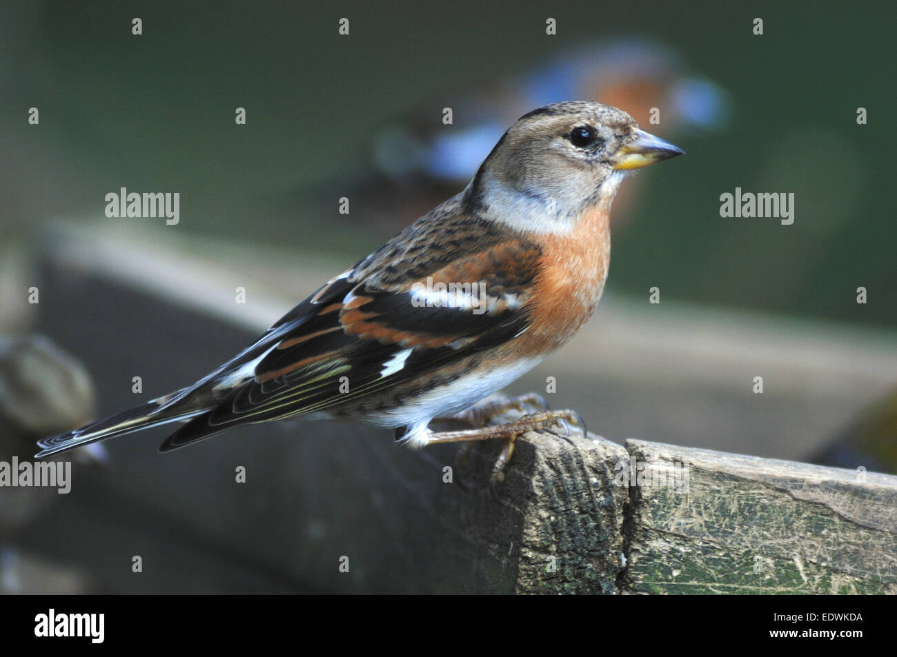 Pinson femelle sur le tableau d'oiseaux UK Banque D'Images