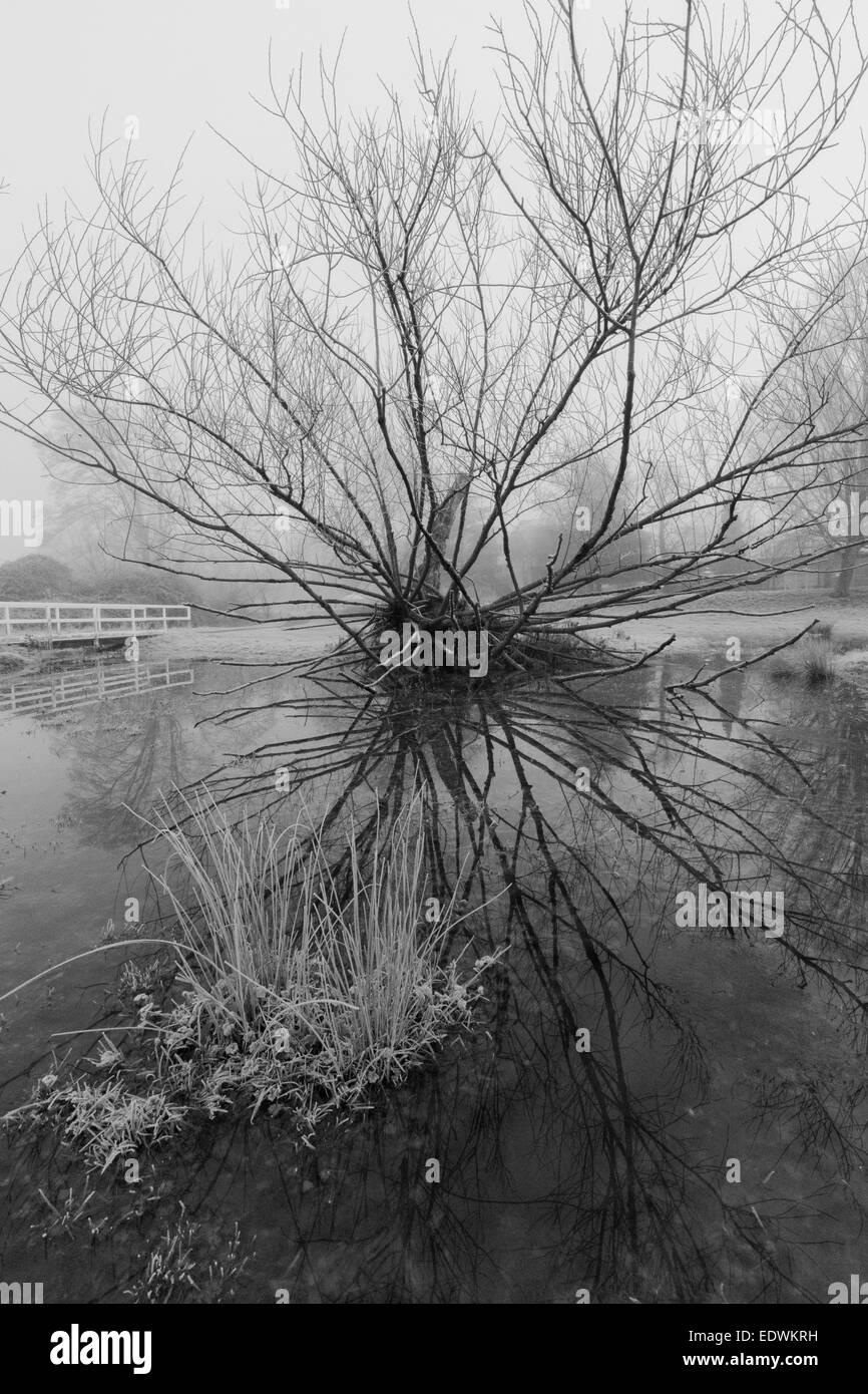 Un arbre tombé se reflète dans un étang en hiver. Banque D'Images