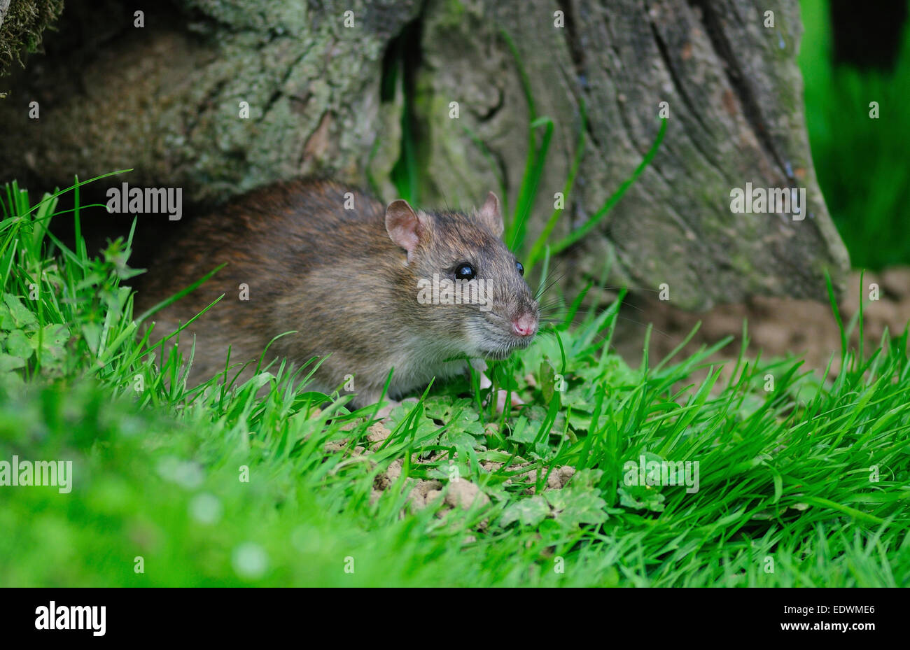 rat brun Banque D'Images