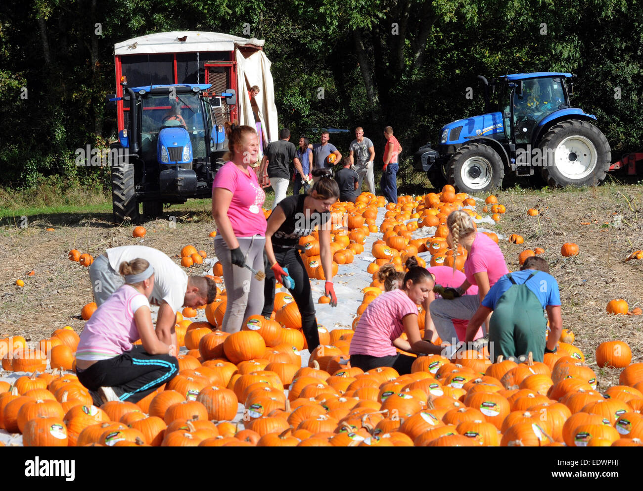 Les travailleurs agricoles une récolte récolte de citrouilles géantes prêt pour l'Halloween dans un champ sur le Broadlands Estate, près de Romsey, Hants. Banque D'Images