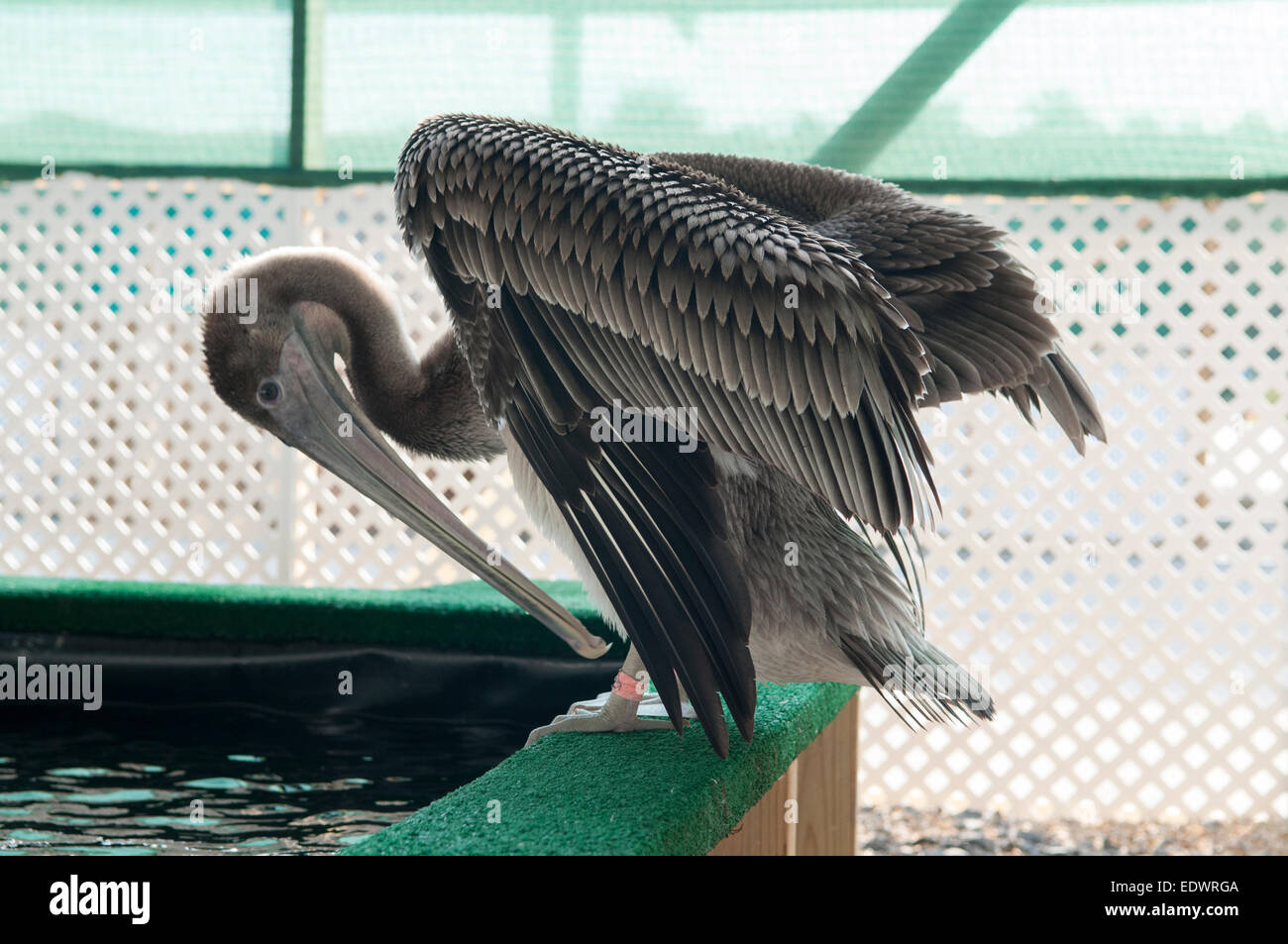 Pélican brun juvénile préalablement huilée se lissant ses plumes à l'intérieur d'une volière en plein air pendant la marée noire du golfe 2010. Banque D'Images