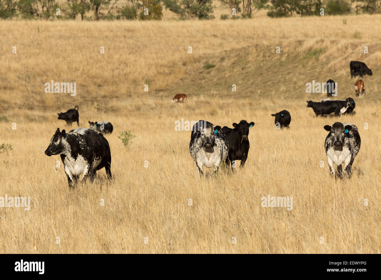 Une photographie d'un chatoiement des bovins du parc sur une ferme dans l'ouest central NSW, Australie. Banque D'Images