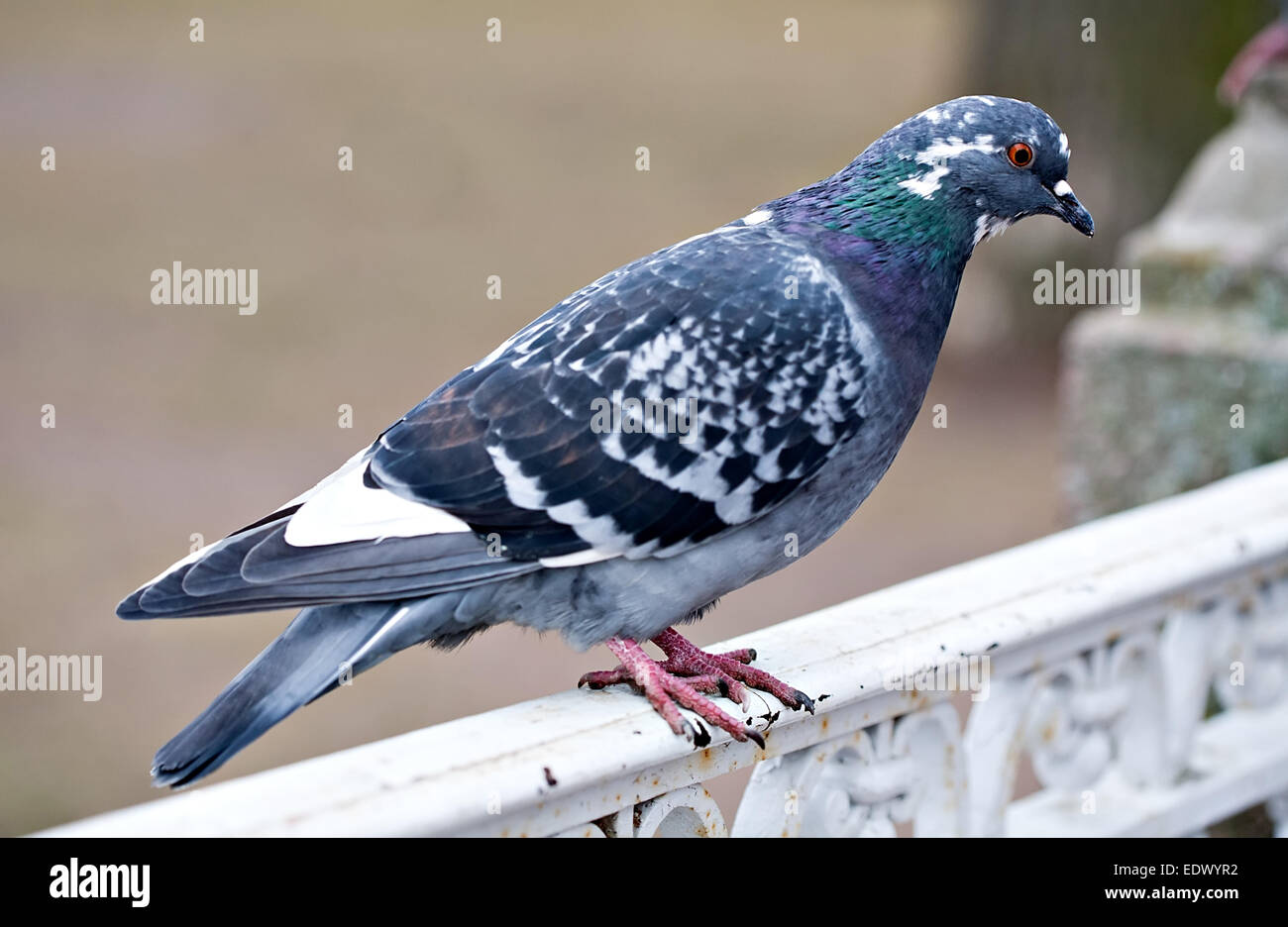 Gros plan d'oiseaux pigeon gris sur fond de plein air Banque D'Images