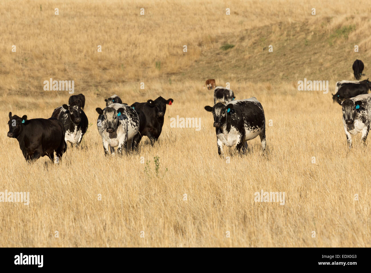 Une photographie d'un chatoiement des bovins du parc sur une ferme dans l'ouest central NSW, Australie. Banque D'Images