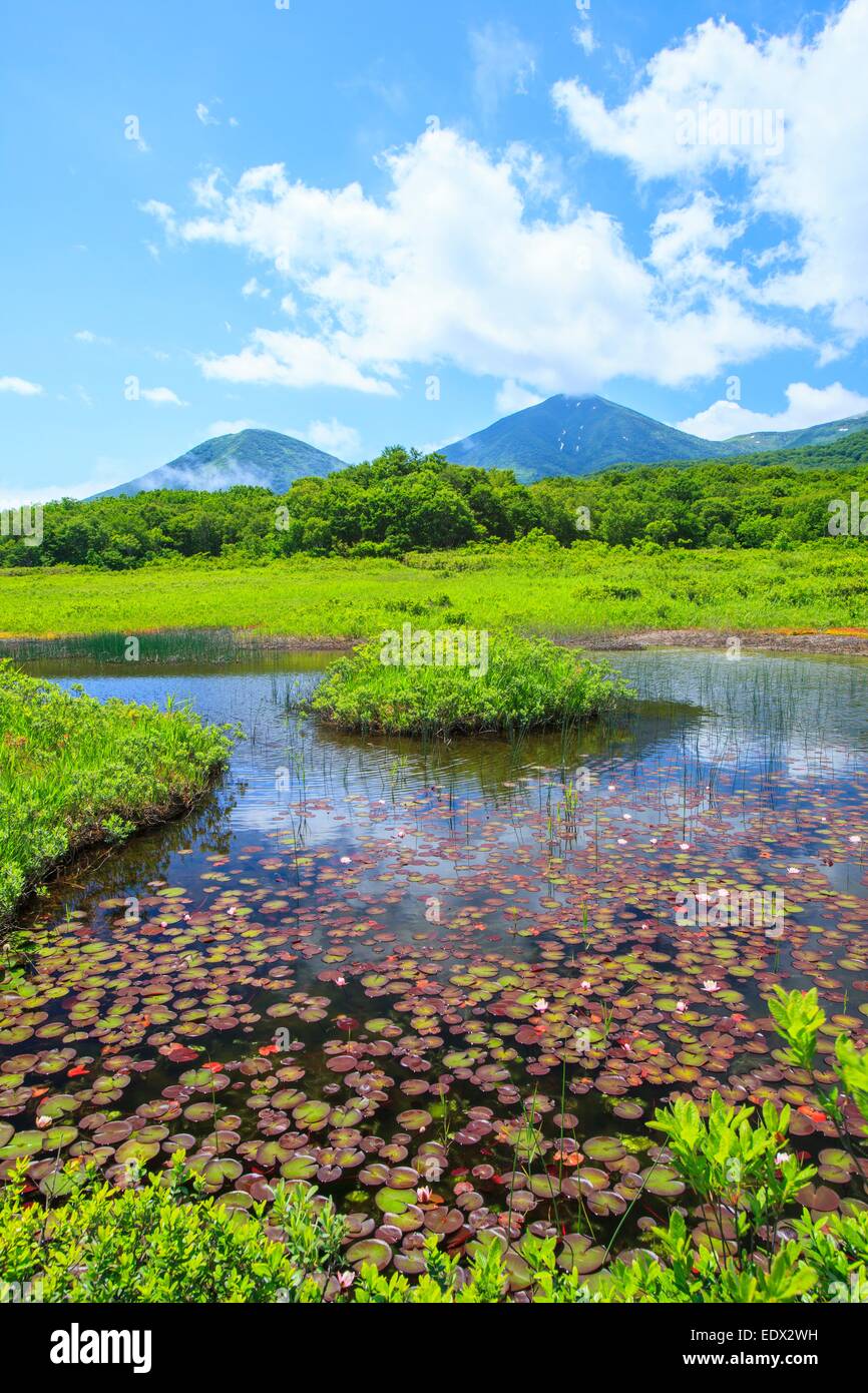 Water Lily de marécage, marais, Tashirotai d'Aomori, Japon Banque D'Images