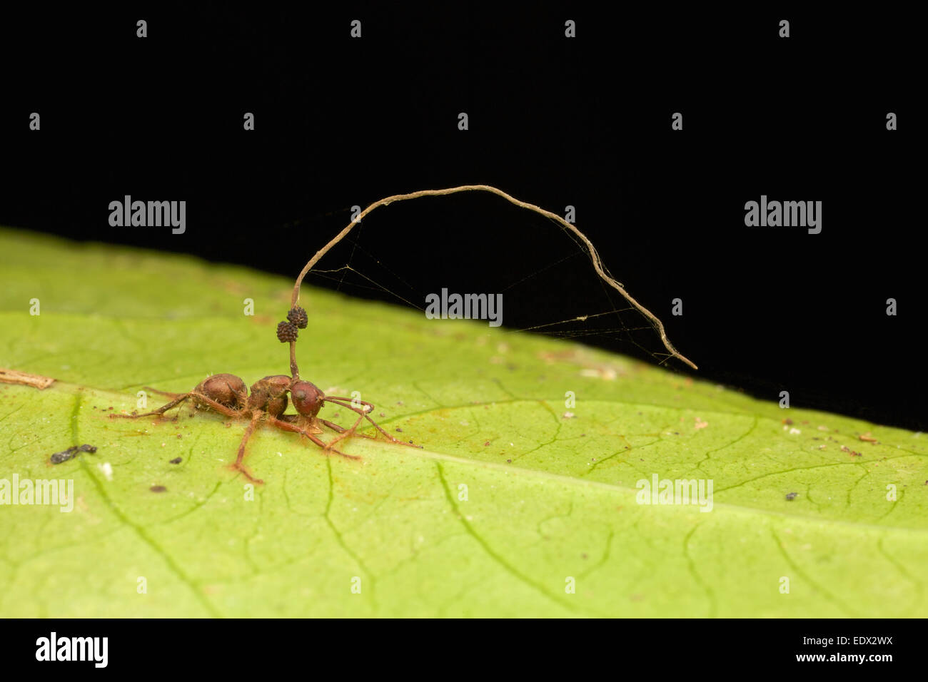 (Des fourmis charpentières les fourmis du genre Camponotus) infectés par des champignons du Ophiocordyceps unilateralis complexes. Banque D'Images