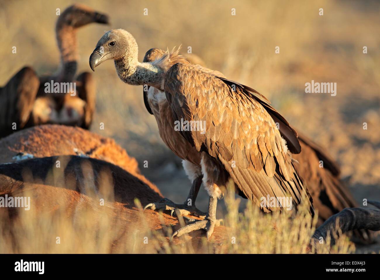 Les vautours à dos blanc (Gyps africanus) les charognards sur une carcasse, Afrique du Sud Banque D'Images