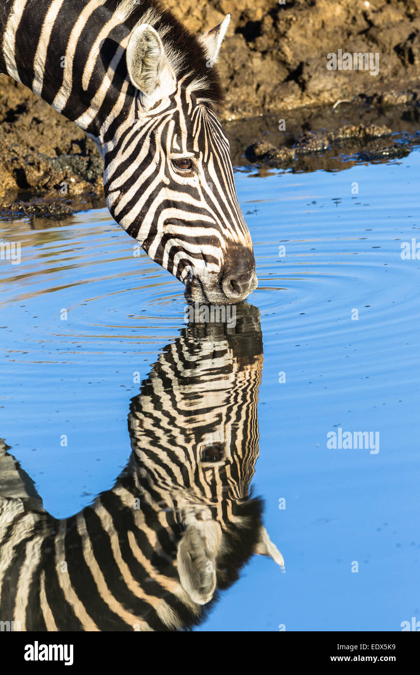 Zebra animal tranquille matin verre verre miroir waterhole water  reflections parc sauvage de la faune Photo Stock - Alamy