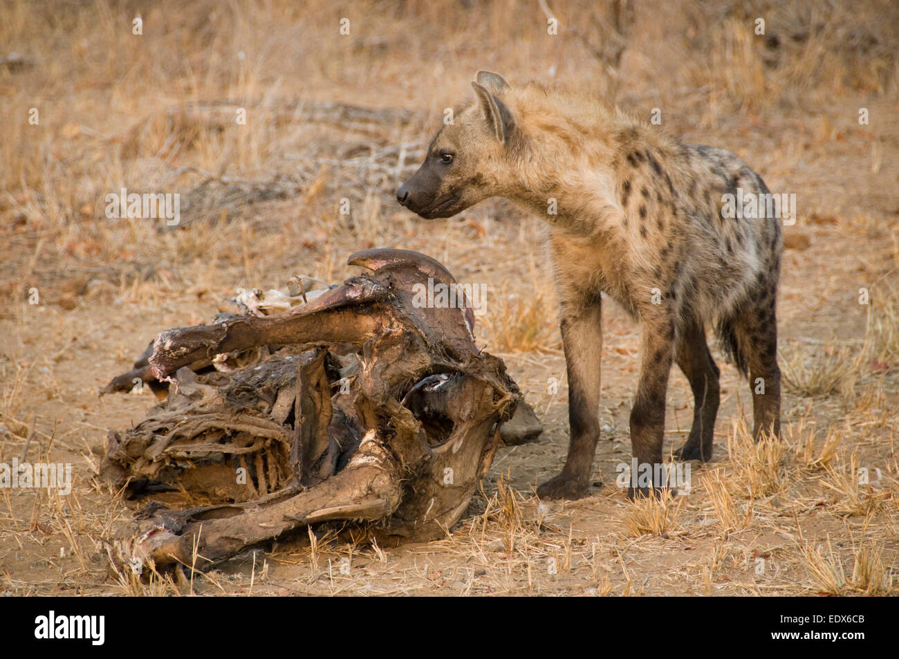 Jeune Hyène tachetée (Crocuta crocuta) avec les restes d'un éléphant, Ngala Game Reserve, Afrique du Sud Banque D'Images