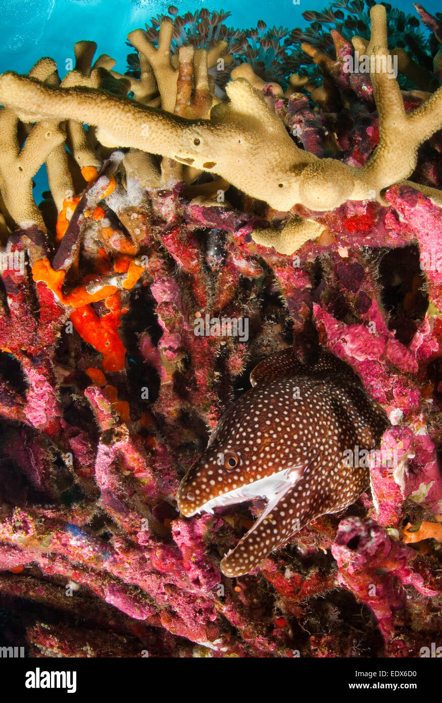 Moray Whitemouth (Gymnothorax meleagris), au large de l'île de Onemobaa, Parc National de Wakatobi, Indonésie Banque D'Images