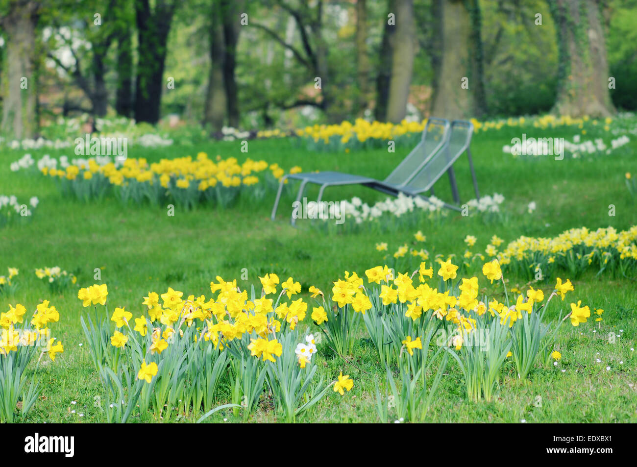 Prairie de jonquille dans un parc avec des bancs. Banque D'Images