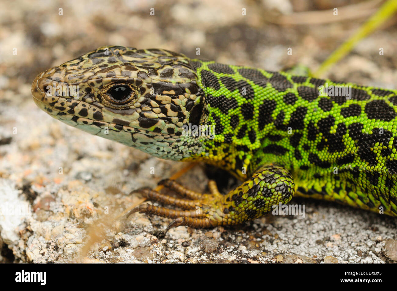 Lézard émeraude ibérique femelle ou Schreiber lézard vert (Lacerta