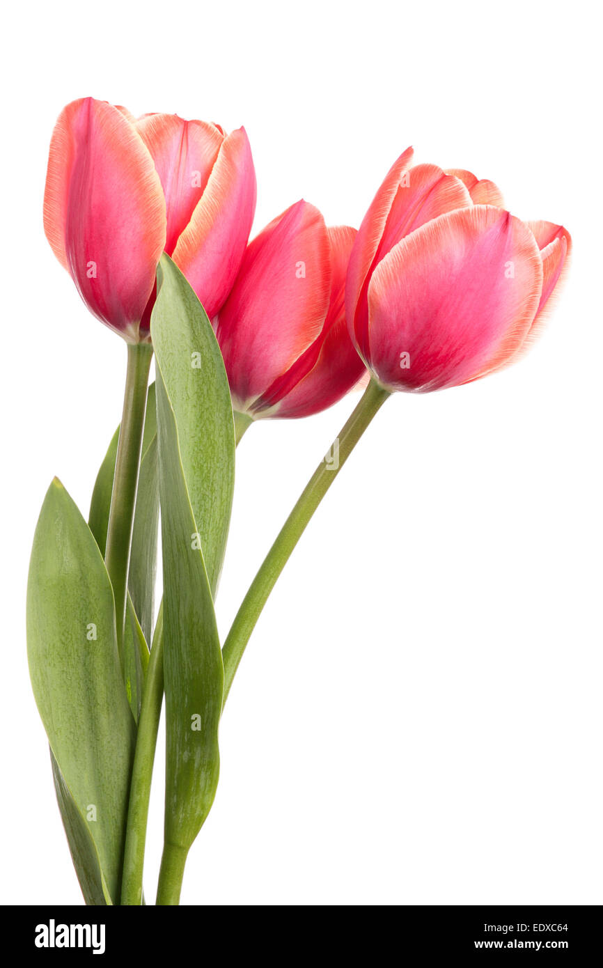 Tulipes. Trois fleurs roses isolé sur fond blanc Banque D'Images