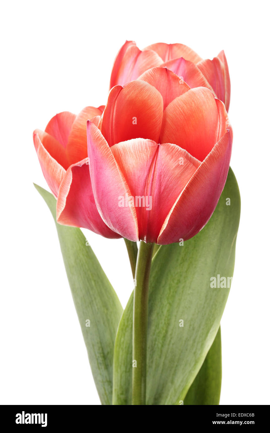 Trois fleurs tulip isolé sur fond blanc Banque D'Images