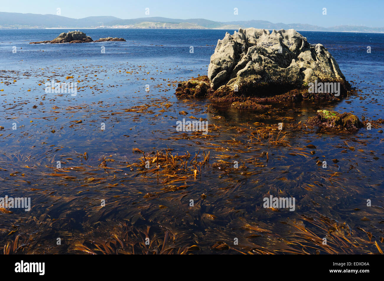 Colonie d'algues à marée basse. Punta Roncudo, Iznájar, Galice, Espagne. Banque D'Images